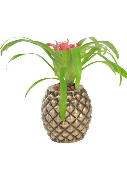 Saksı Çiçek Kaktüs Saksısı Lüx 15 cm Ananas Desen Saksı Çiçeklik