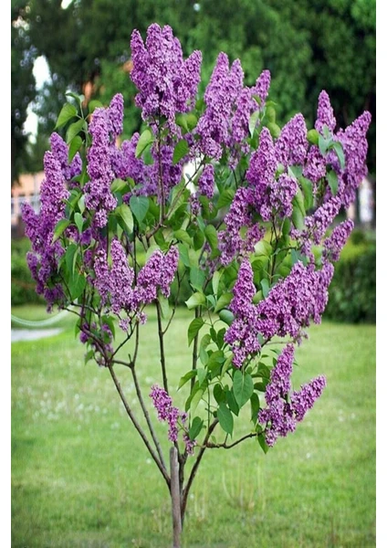 4 Adet Leylak Fidanı(Syringa Chinensis ) Büyük 1 Metre  Saksılı