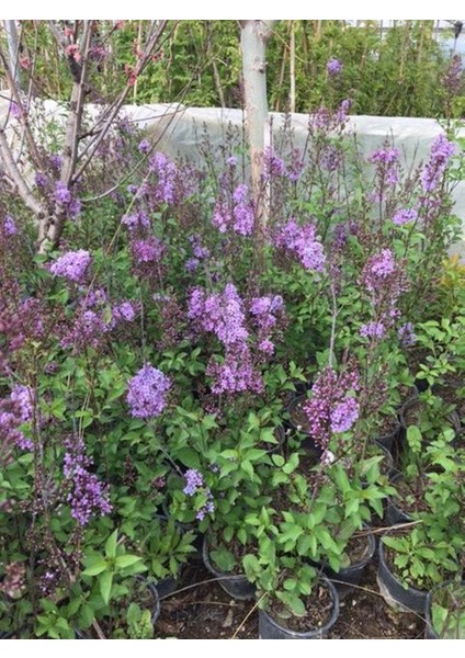 2 Adet Leylak Fidanı(Syringa Chinensis ) Büyük 1 Metre  Saksılı