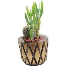 Evene Saksı Çiçek Kaktüs Saksısı Lüx 11 cm Baklava Desen Saksı Çiçeklik