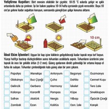 Day 25 Adet Karışık Renk Cennet Kuşu Çiçeği Tohumu + 10 Adet K.renk H.gül Çiçek Tohumu