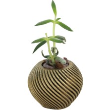 Stein Kohle Dekoratif Saksı Minik Kaktüs Saksısı Ince Çizgi Spiral Model