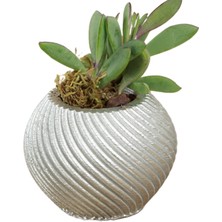 Stein Kohle Dekoratif Saksı Minik Kaktüs Saksısı Ince Çizgi Spiral Model