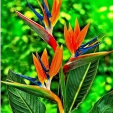 Day 50'li Karışık Renk Turna Gagası Çiçeği Tohumu + 10'lu Kırmızı Gül Çiçek Tohumu