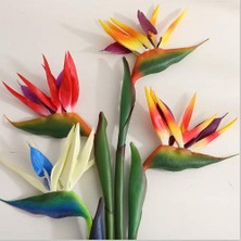 Day 10'lu Karışık Renk Strelitzia Reginae Çiçeği Tohumu + 10'lu Kırmızı Gül Çiçek Tohumu