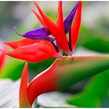 Day 10'lu Karışık Renk Turna Gagası Çiçeği Tohumu + 10'lu Kırmızı Lale Çiçek Tohumu