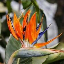 Day 50'li Karışık Renk Cennet Kuşu Çiçeği Tohumu + 10'lu Kırmızı Lale Çiçek Tohumu