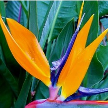 Day 50'li Karışık Renk Strelitzia Reginae Çiçeği Tohumu + 10'lu Kırmızı Lale Çiçek Tohumu