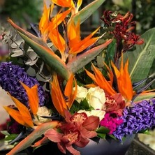 Day 10'lu Karışık Renk Strelitzia Reginae Çiçeği Tohumu + 10'lu Kırmızı Lale Çiçek Tohumu