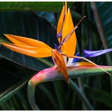 Day 10'lu Karışık Renk Strelitzia Reginae Çiçeği Tohumu + 10'lu Kırmızı Lale Çiçek Tohumu