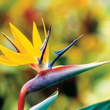 Day 50'li Karışık Renk Cennet Kuşu Çiçeği Tohumu + 10'lu Kırmızı Orkide Çiçek Tohumu