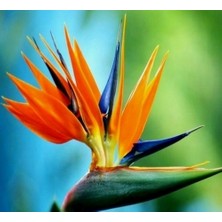 Day 25'li Karışık Renk Cennet Kuşu Çiçeği Tohumu + 10'lu Kırmızı Orkide Çiçek Tohumu