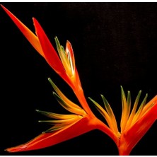 Day 10'lu Karışık Renk Cennet Kuşu Çiçeği Tohumu + 10'lu Kırmızı Papatya Çiçek Tohumu