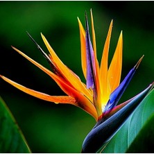 Day 25'li Karışık Renk Turna Gagası Çiçeği Tohumu + 10'lu Kırmızı Orkide Çiçek Tohumu