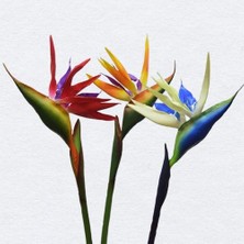 Day 25'li Karışık Renk Strelitzia Reginae Çiçeği Tohumu + 10'lu Kırmızı Orkide Çiçek Tohumu