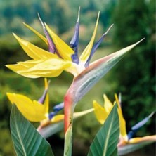 Day 10'lu Karışık Renk Strelitzia Reginae Çiçeği Tohumu + 10'lu Kırmızı Papatya Çiçek Tohumu