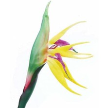 Day 100'lü Karışık Renk Strelitzia Reginae Çiçeği Tohumu + 10'lu Kırmızı Papatya Çiçek Tohumu