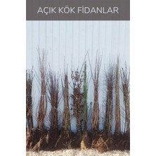 Karla Botanik Avustralya Dut Fidanı