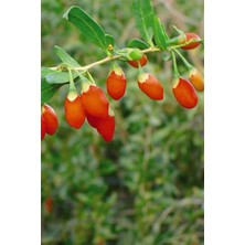 Karla Botanik Goji Berry(Kurt Üzümü) Fidanı