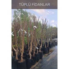Karla Botanik Goji Berry(Kurt Üzümü) Fidanı