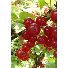 Karla Botanik Kırmızı Frenk Üzümü Fidanı