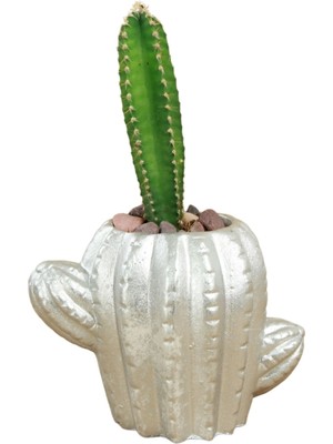 Stein Kohle Dekoratif Saksı Minik Kaktüs Saksısı Kaktüs