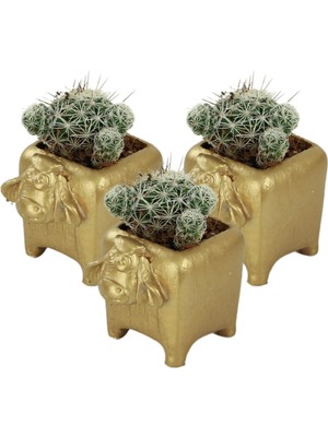 Stein Kohle Dekoratif Saksı Minik Kaktüs Saksısı Mini Inek