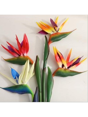 Day 50 Adet Karışık Renk Cennet Çiçeği Tohumu + 10 Adet K.renk H.gül Çiçek Tohumu