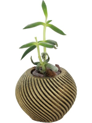 Stein Kohle Dekoratif Saksı Minik Kaktüs Saksısı Ince Çizgi Spiral Model