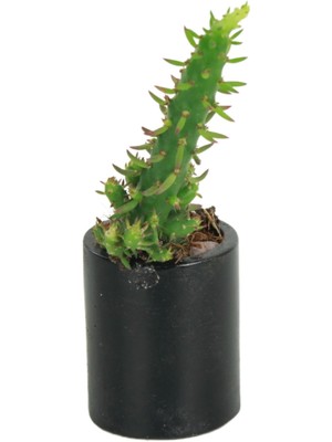 Stein Kohle Dekoratif Saksı Minik Kaktüs Saksısı Düz Yuvarlak Model