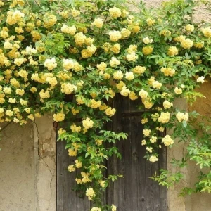 Bitkim Sende Sarı Sarmaşık Gül Fidanı Kokulu Tüplü 1. Kalite 90-140 cm