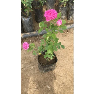 Bitkim Sende Gerçek Isparta Gülü