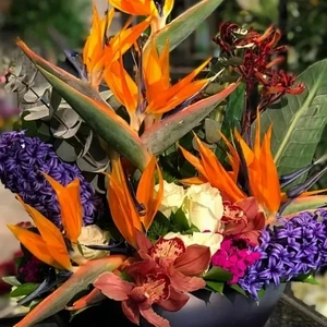 100'lü Karışık Renk Starliçe Çiçeği Tohumu + 10'lu Kırmızı Orkide Çiçek Tohumu