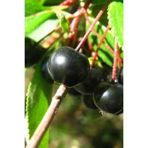 Aronya Fidanı | Aronia Berry