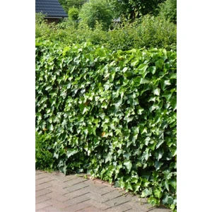 Karla Botanik Yeşil Orman Sarmaşığı Hedera