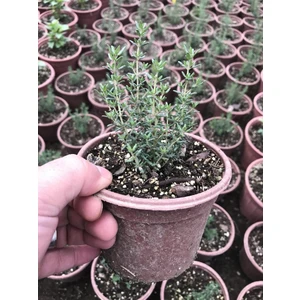 Dağ Bahçe Kekiği Fidanı 10-20 cm 5 Adet Thymus Vulgaris