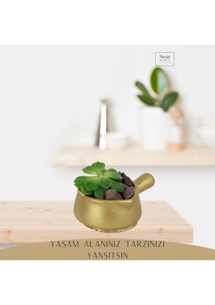 Dekoratif Saksı Minik Kaktüs Saksısı Mini Tava