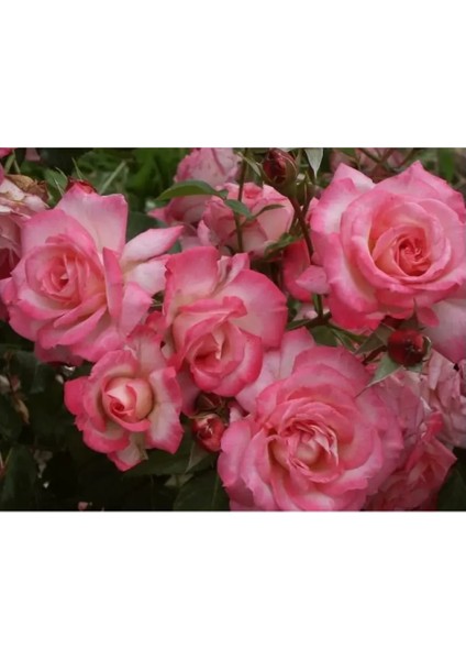 Açık Pembe Sarmaşık Gül Fidanı Kokulu Tüplü 1. Kalite 90-140 cm