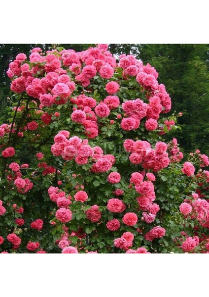 Açık Pembe Sarmaşık Gül Fidanı Kokulu Tüplü 1. Kalite 90-140 cm