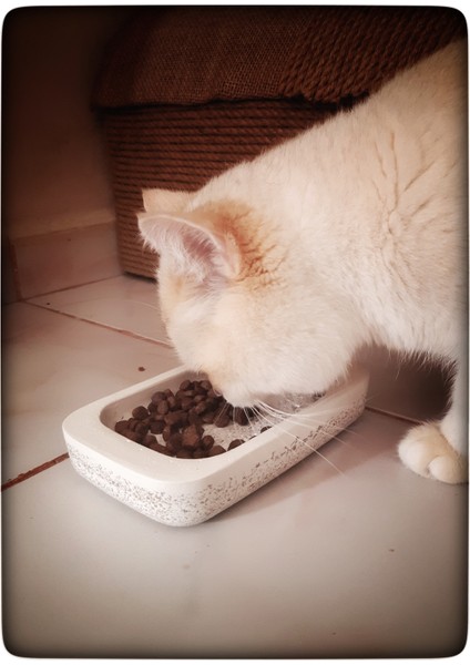 Beton Kedi Maması Kabı Beton Mama Tabağı modelleri