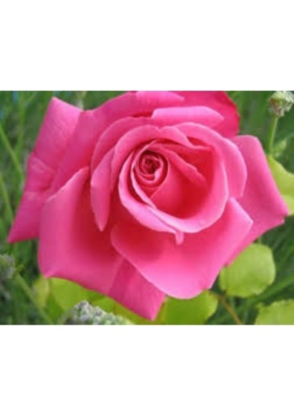 Pembe Yediveren Aşılı Saksıda Gül Fidanı