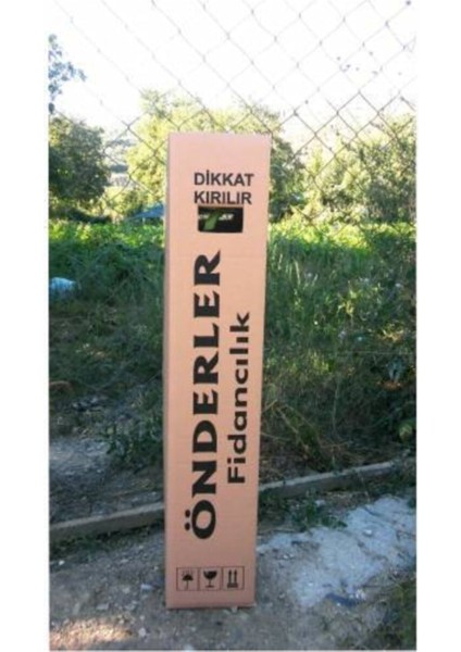 Pembe Yediveren Aşılı Saksıda Gül Fidanı fiyatları