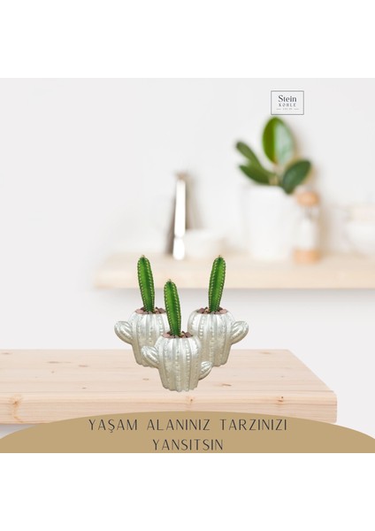 Dekoratif Saksı Minik Kaktüs Saksısı Kaktüs