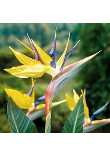 10 Adet Karışık Renk Strelitzia Reginae Çiçeği Tohumu + 10 Adet K.renk H.gül Çiçek Tohumu