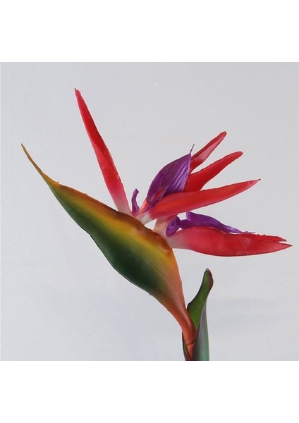 50 Adet Karışık Renk Strelitzia Reginae Çiçeği Tohumu + 10 Adet K.renk H.gül Çiçek Tohumu