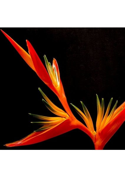 10 Adet Karışık Renk Strelitzia Reginae Çiçeği Tohumu + 10 Adet K.renk H.gül Çiçek Tohumu