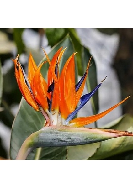 25 Adet Karışık Renk Strelitzia Reginae Çiçeği Tohumu + 10 Adet K.renk H.gül Çiçek Tohumu