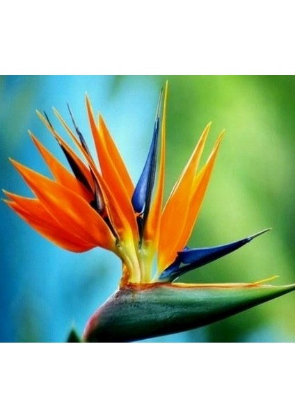 100 Adet Karışık Renk Starliçe Çiçeği Tohumu + 10 Adet K.renk H.gül Çiçek Tohumu