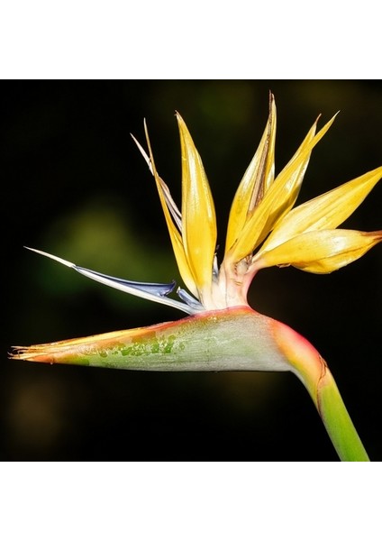 25 Adet Karışık Renk Strelitzia Reginae Çiçeği Tohumu + 10 Adet K.renk H.gül Çiçek Tohumu