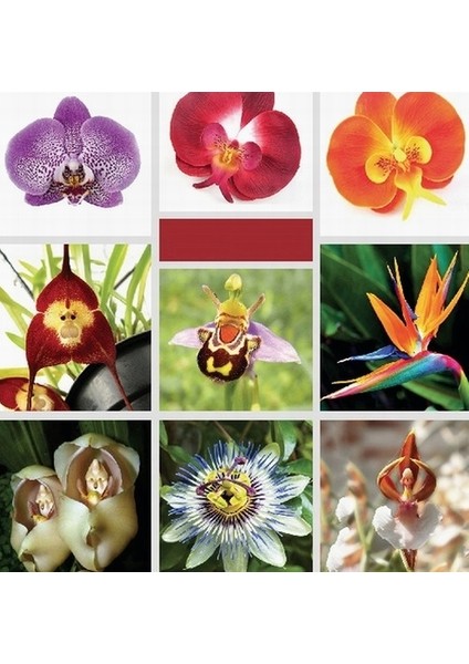 25 Adet Karışık Renk Strelitzia Reginae Çiçeği Tohumu + 10 Adet K.renk H.gül Çiçek Tohumu